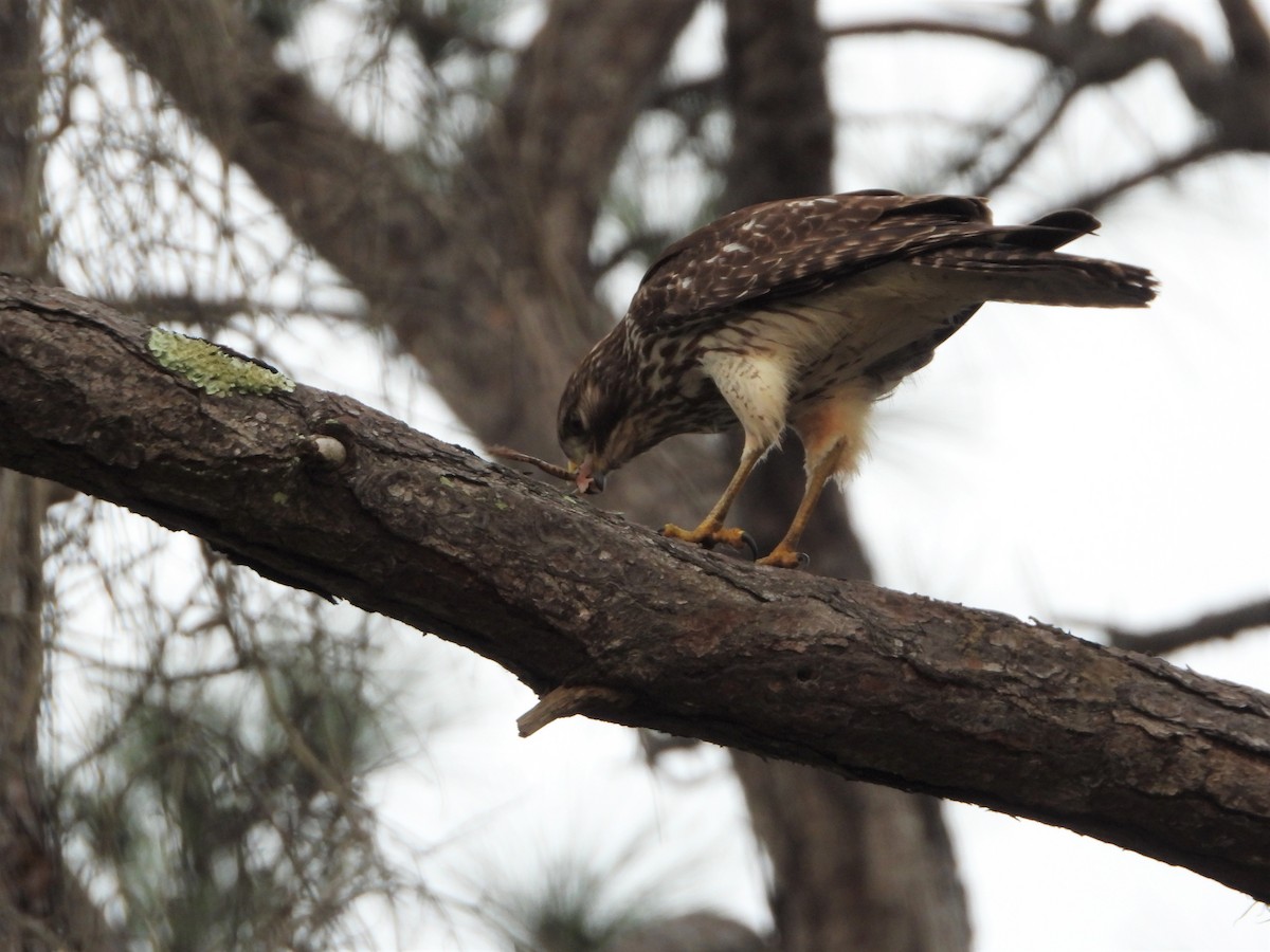 Red-shouldered Hawk - Brett Moyer_