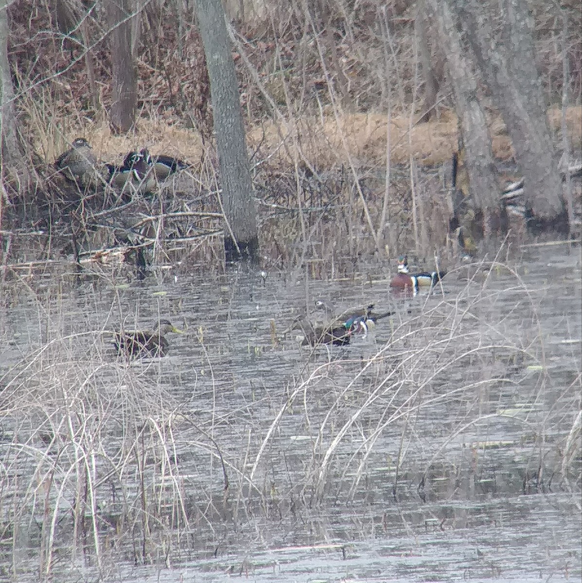 American Black Duck - ML141174321