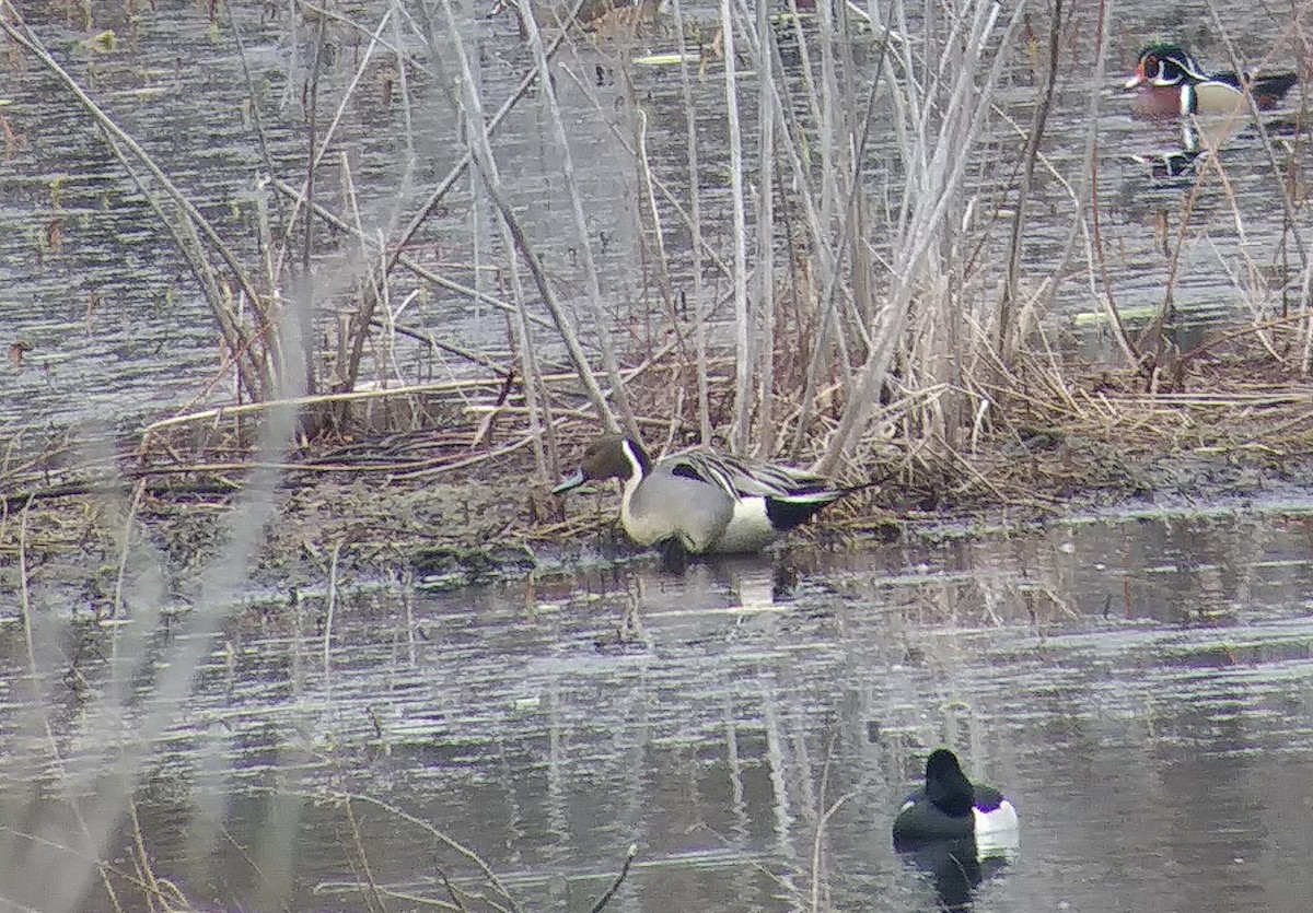 Northern Pintail - ML141174651