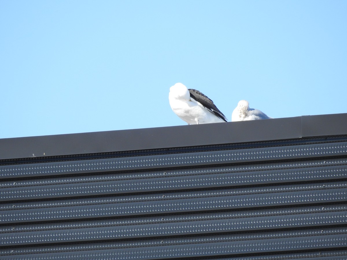 Great Black-backed Gull - Kaj Overturf