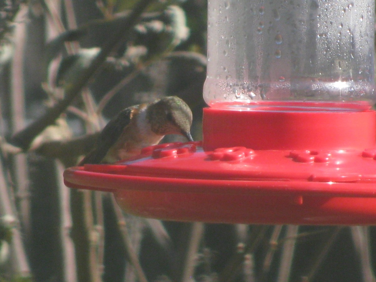 kolibříkovití sp. - ML141175751