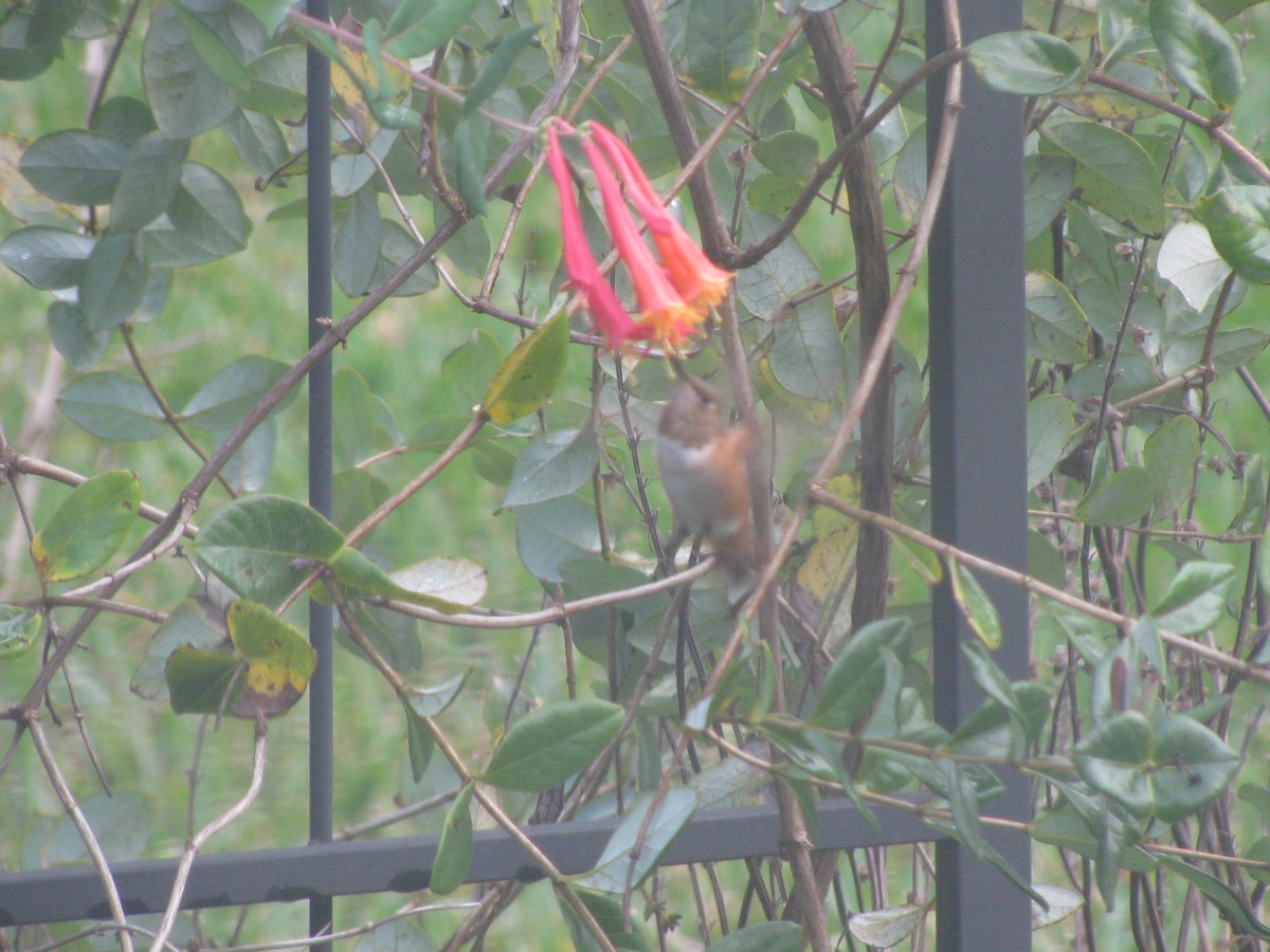 kolibříkovití sp. - ML141175761