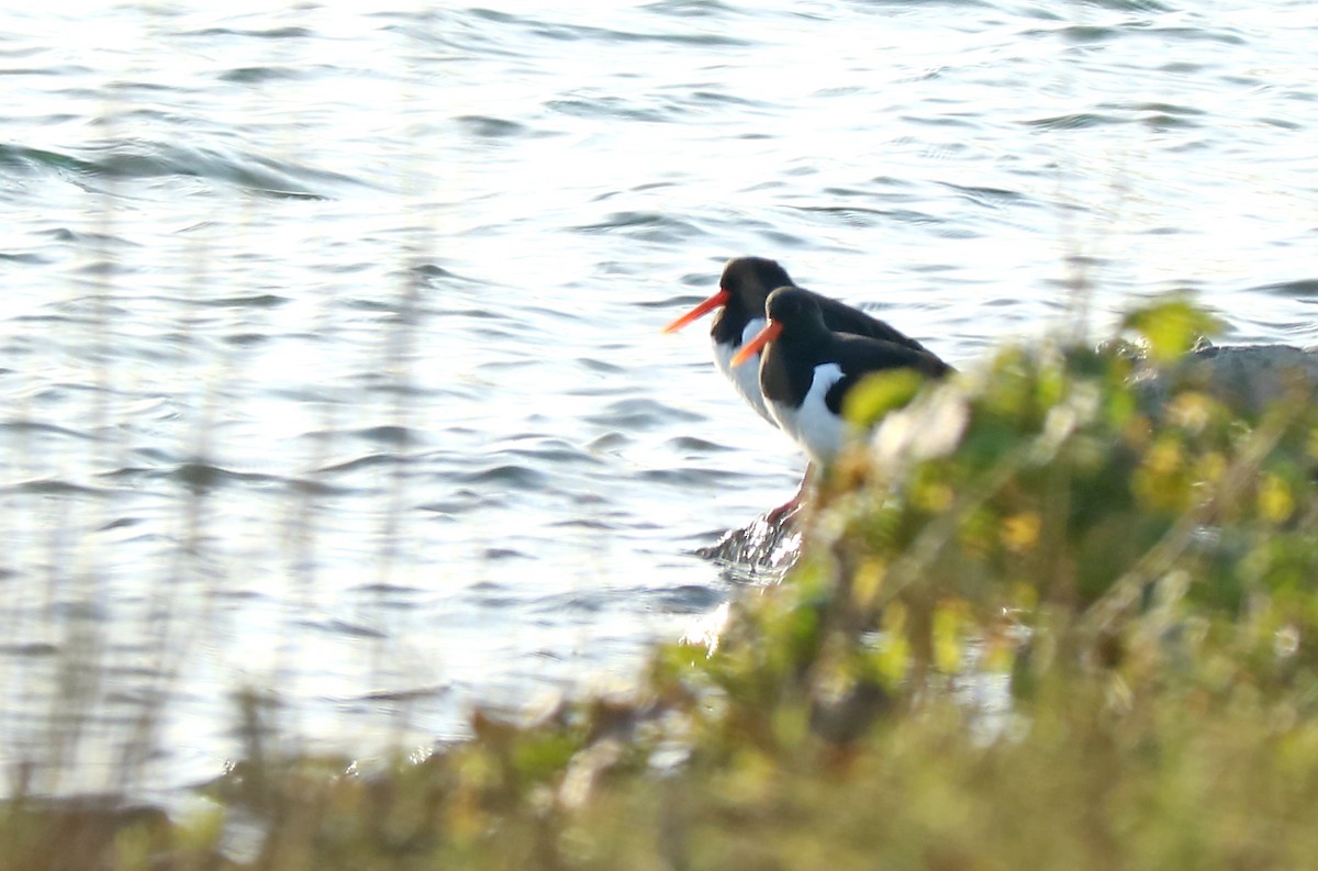 Eurasian Oystercatcher - Letty Roedolf Groenenboom