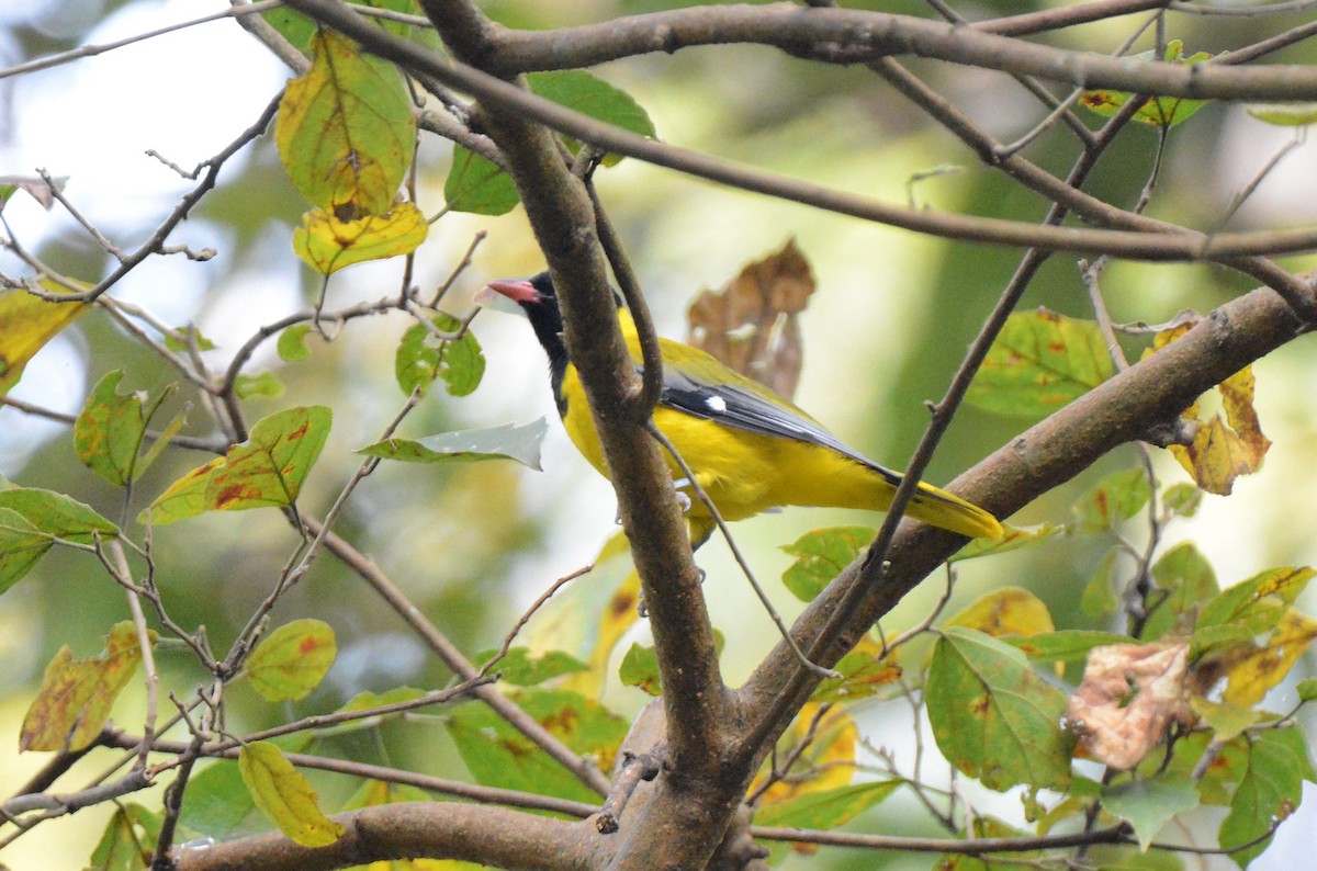 Western Black-headed Oriole - ML141176131