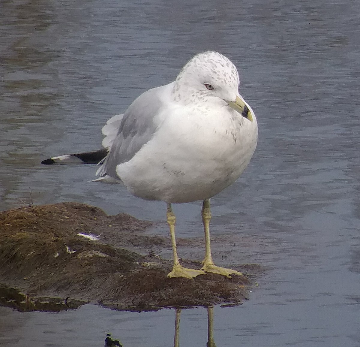 Ring-billed Gull - ML141176451