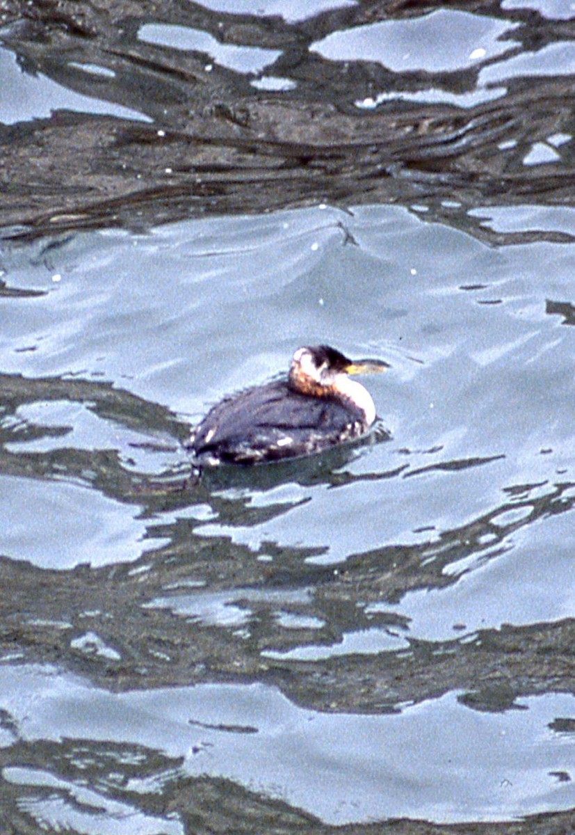 Red-necked Grebe - ML141177681