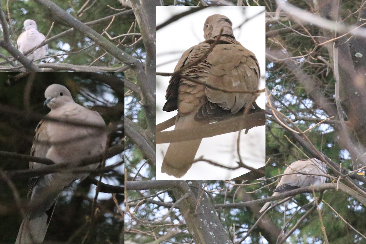 Eurasian Collared-Dove - ML141177751