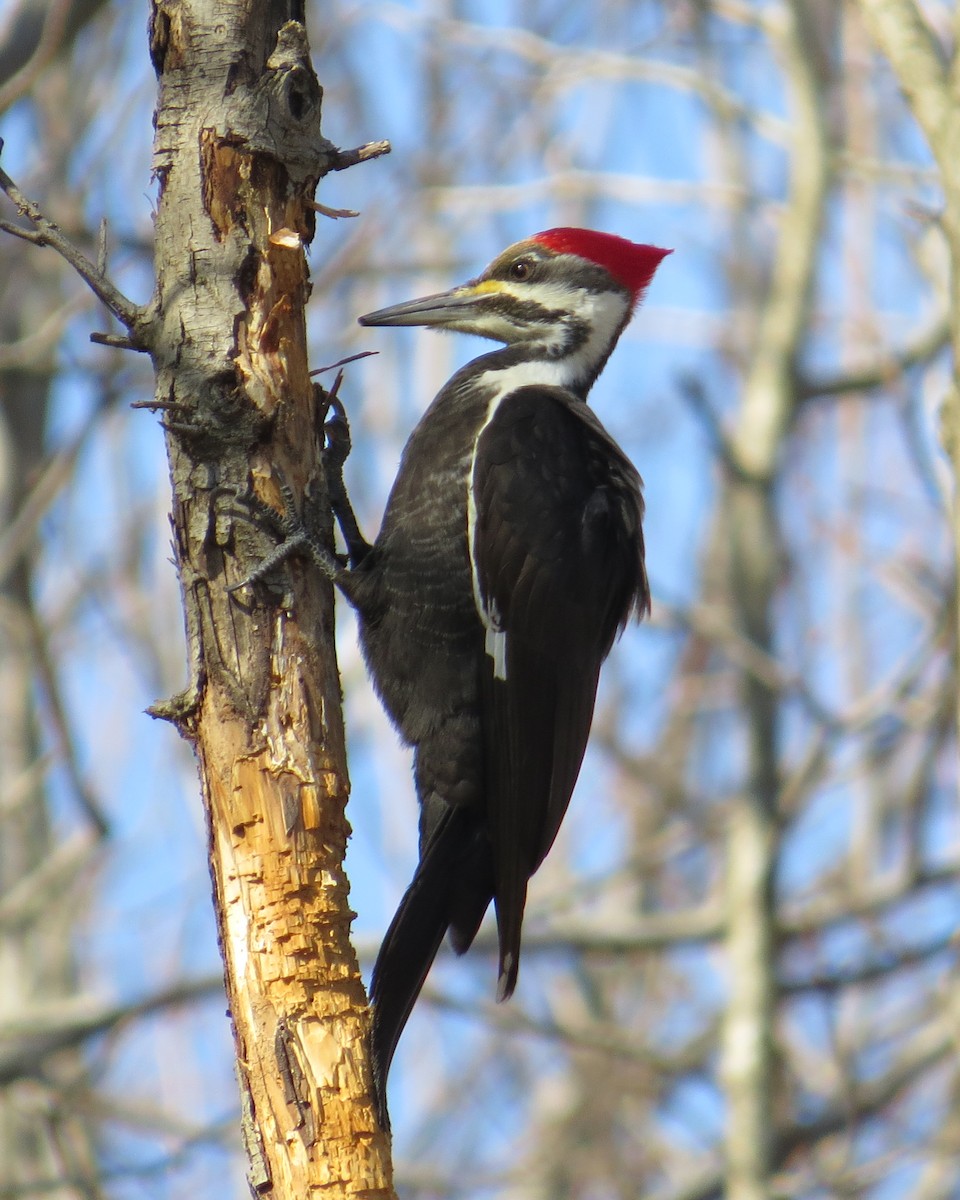 Pileated Woodpecker - David Littlepage