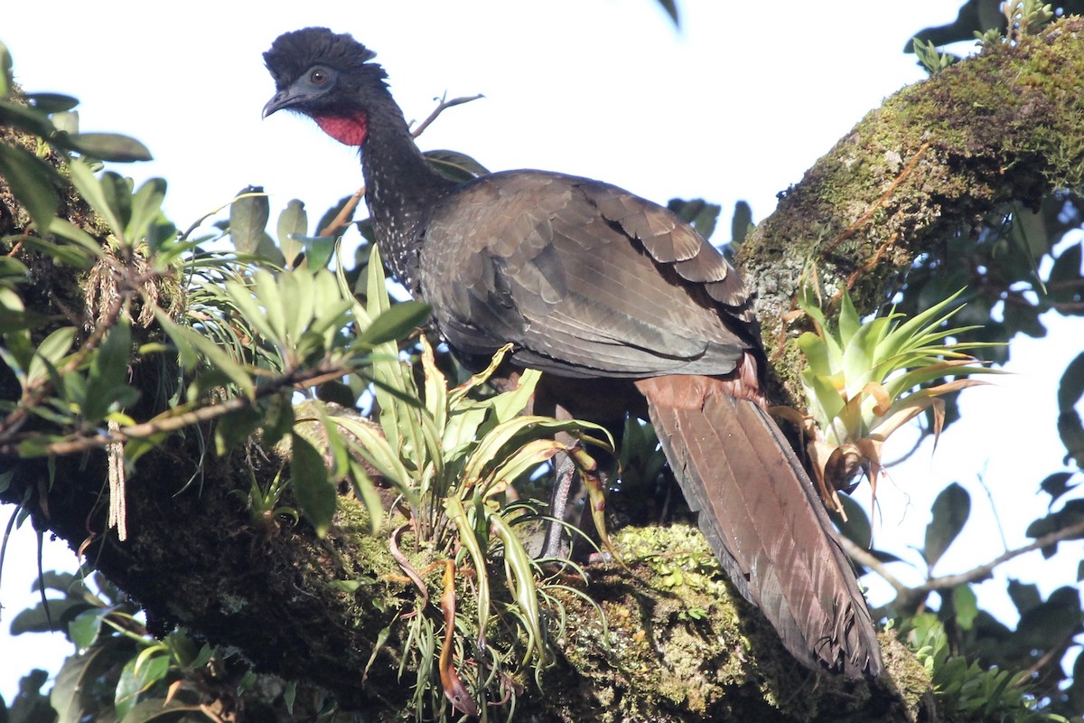 Crested Guan - ML141179181