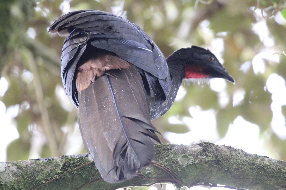 Crested Guan - ML141179191