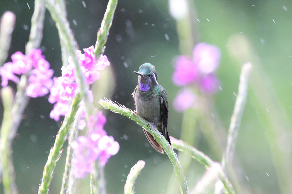 kolibřík fialovohrdlý - ML141179491