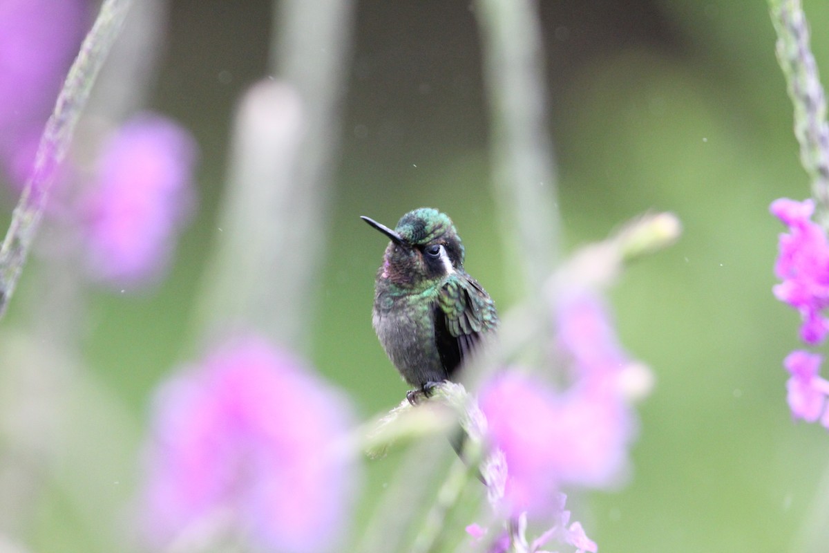 Colibri à gorge pourprée - ML141179501