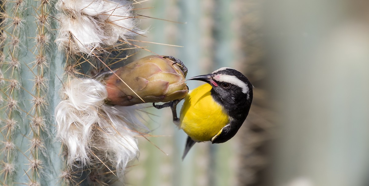 Bananaquit - Gabriel Rodriguez