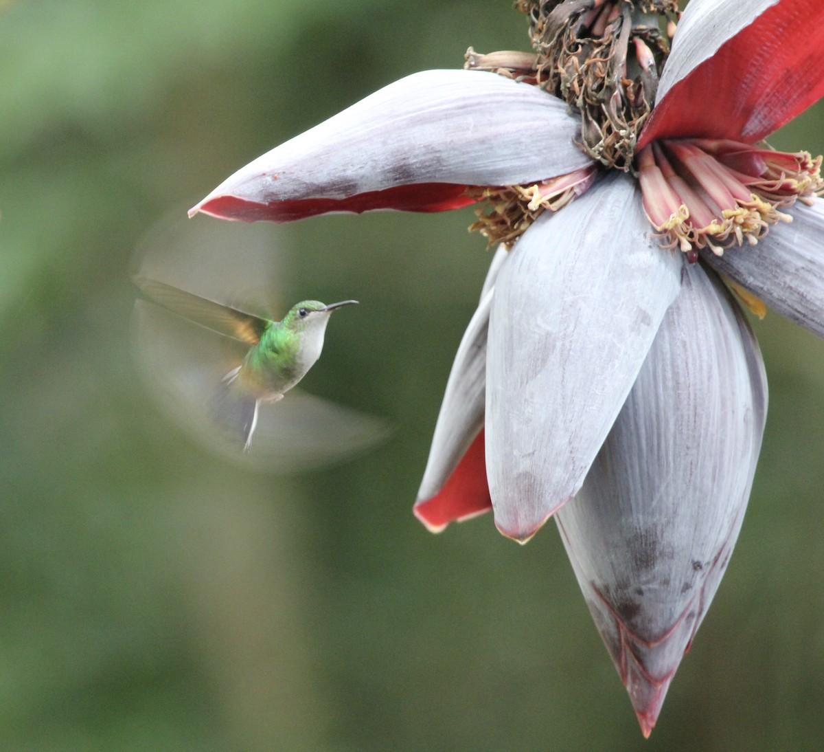 Stripe-tailed Hummingbird - ML141179561