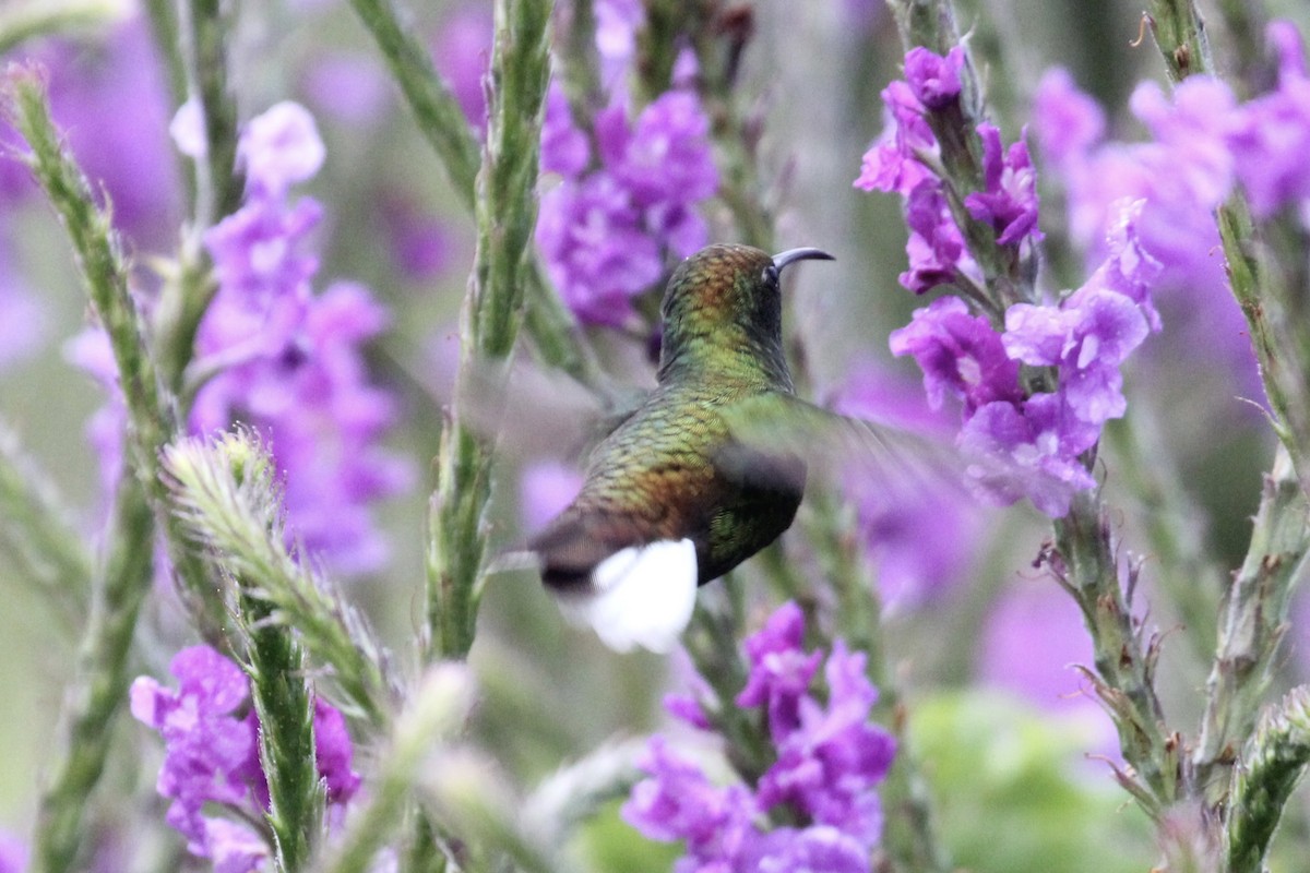 kolibřík měděnohlavý - ML141179701