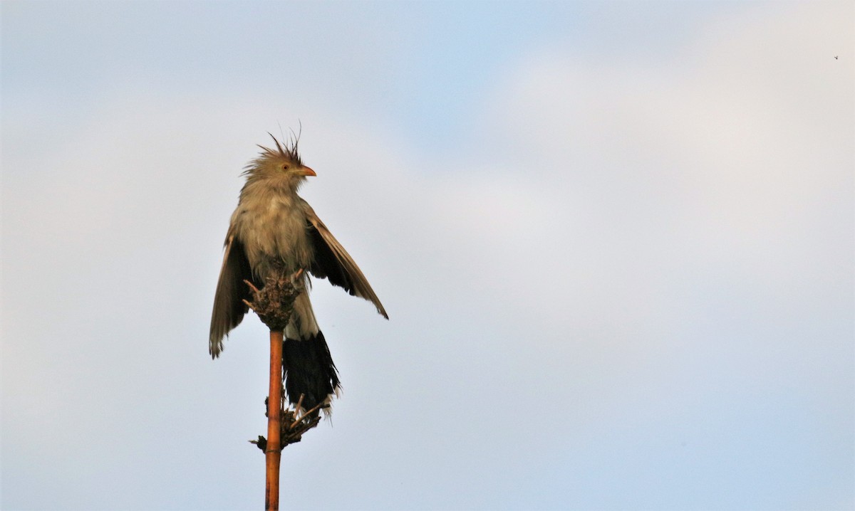 Guira Cuckoo - ML141179791