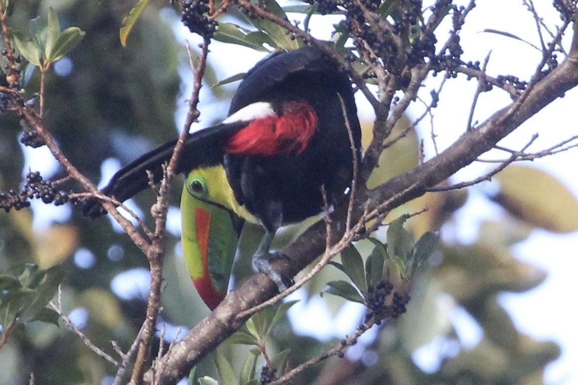 Keel-billed Toucan - ML141179821