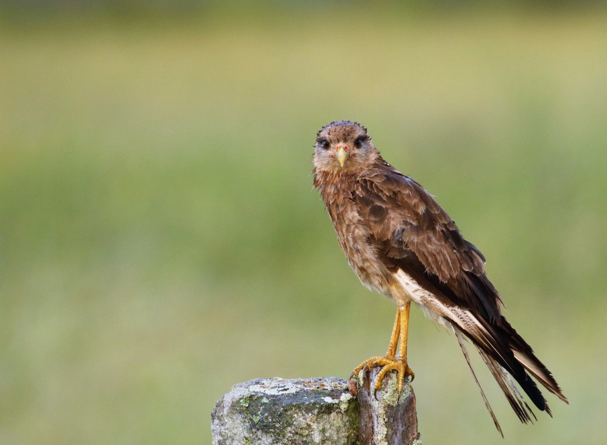 Chimango Caracara - ML141179931