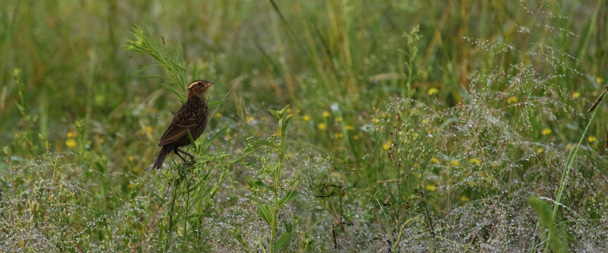 White-browed Meadowlark - ML141180041