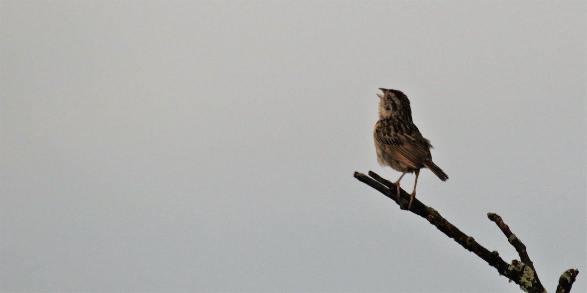 Grassland Sparrow - ML141180071