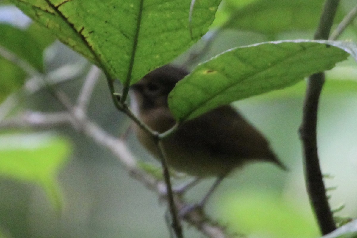 White-throated Spadebill - ML141180131