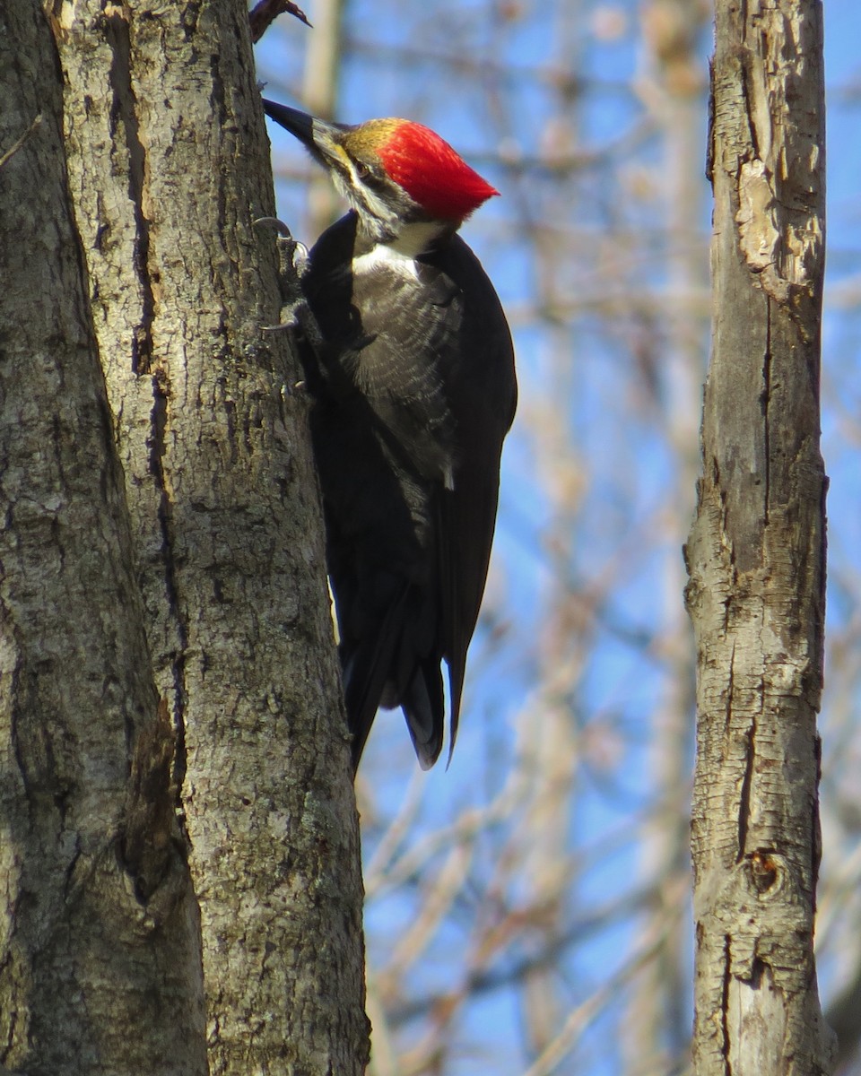 Pileated Woodpecker - David Littlepage