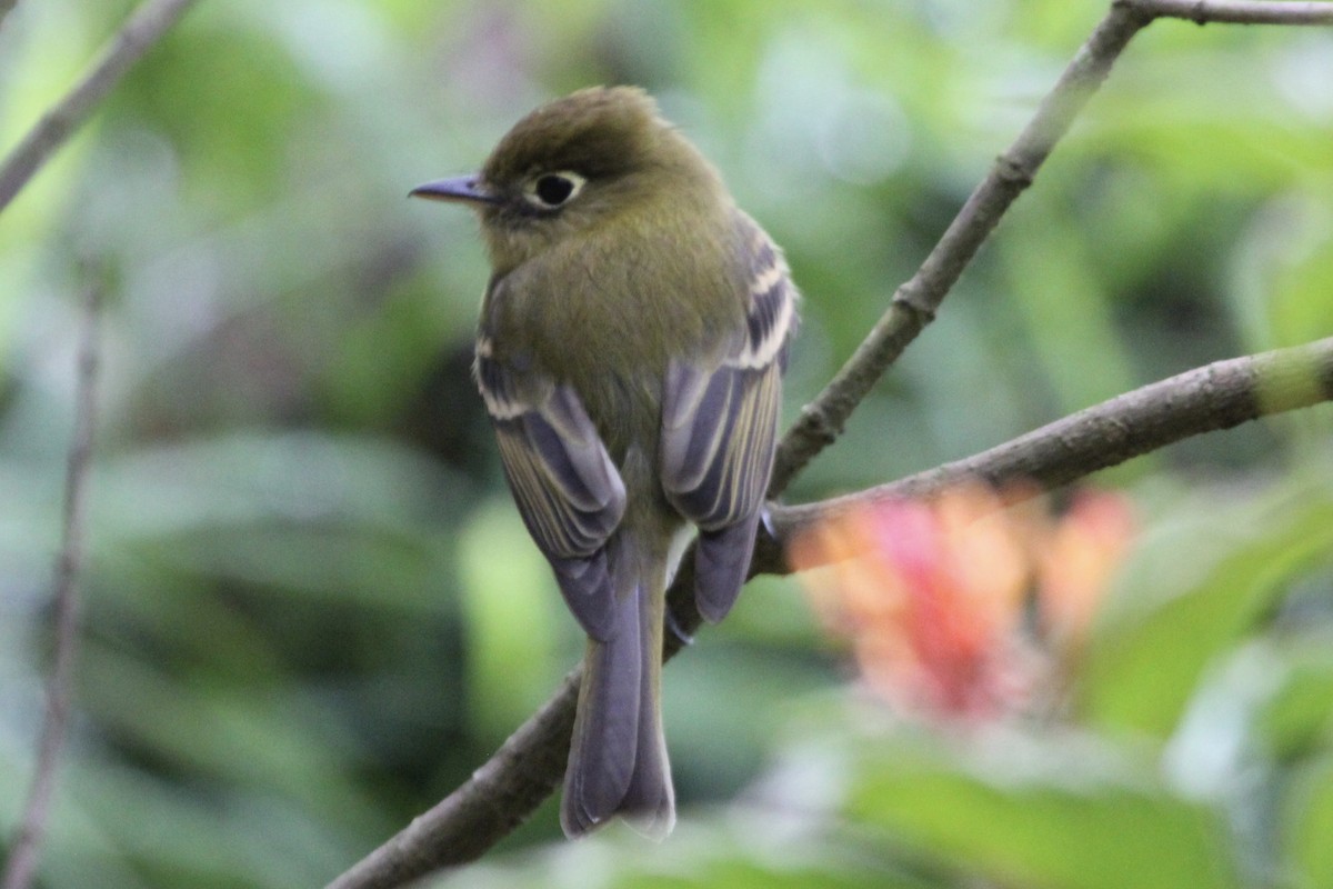 Yellowish Flycatcher - ML141180201