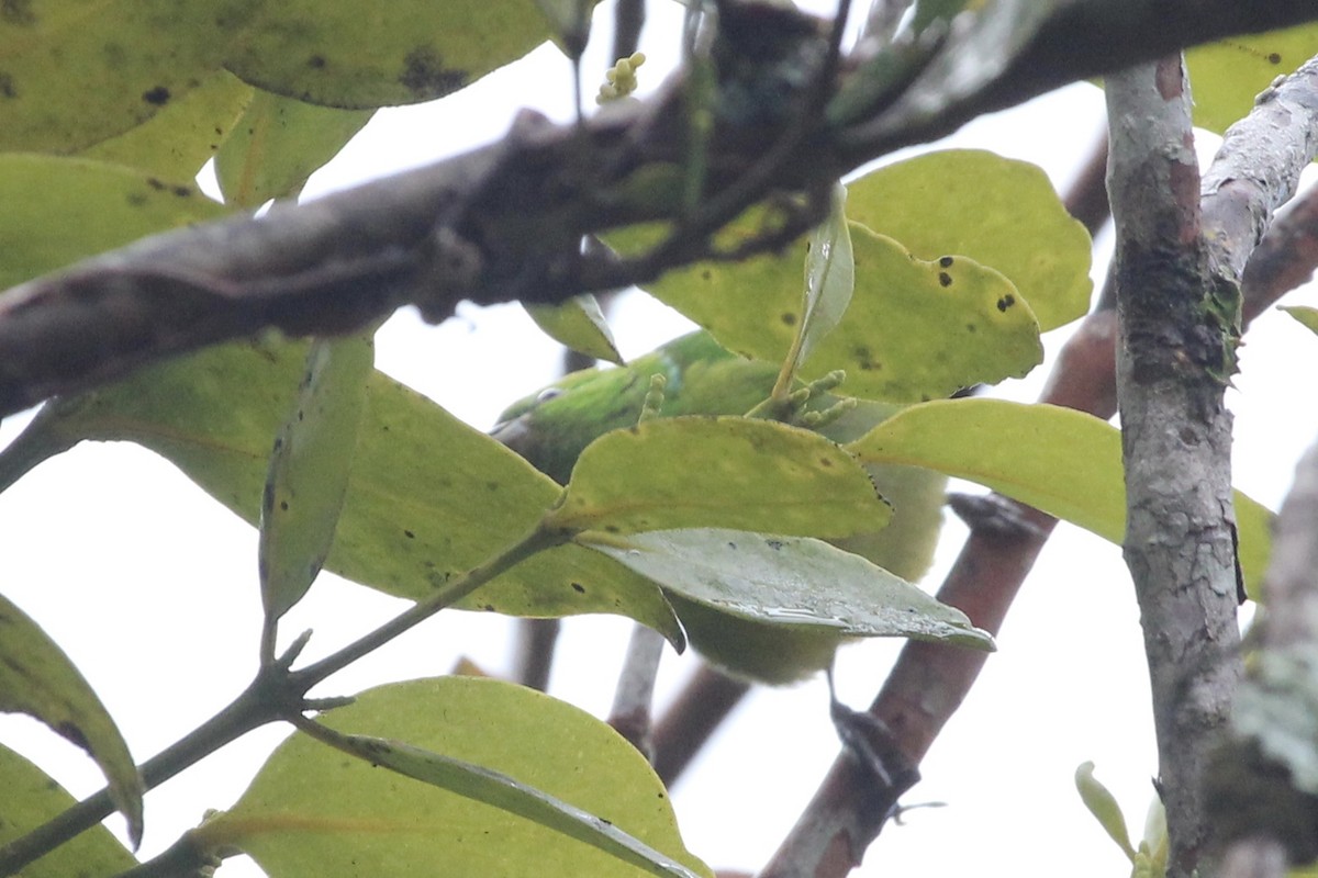 Golden-browed Chlorophonia - ML141180431