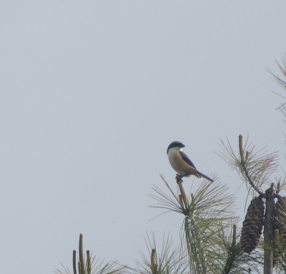 Long-tailed Shrike - ML141180461