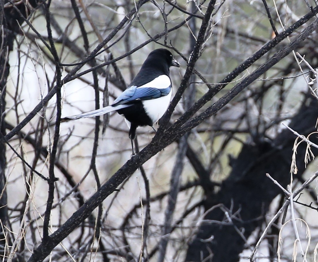 Black-billed Magpie - ML141180651