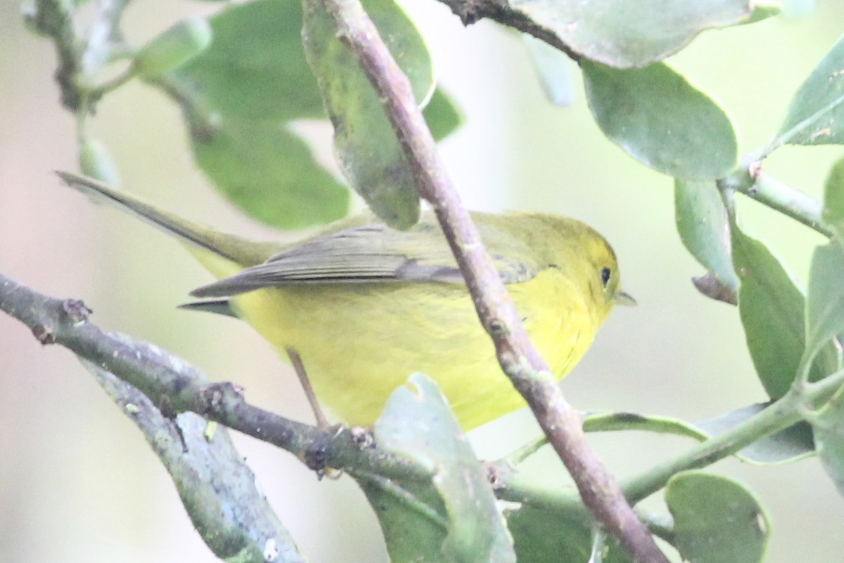 Wilson's Warbler - ML141180801