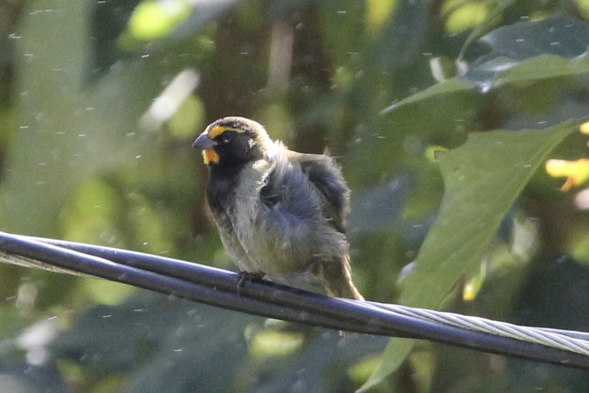 Yellow-faced Grassquit - ML141180921