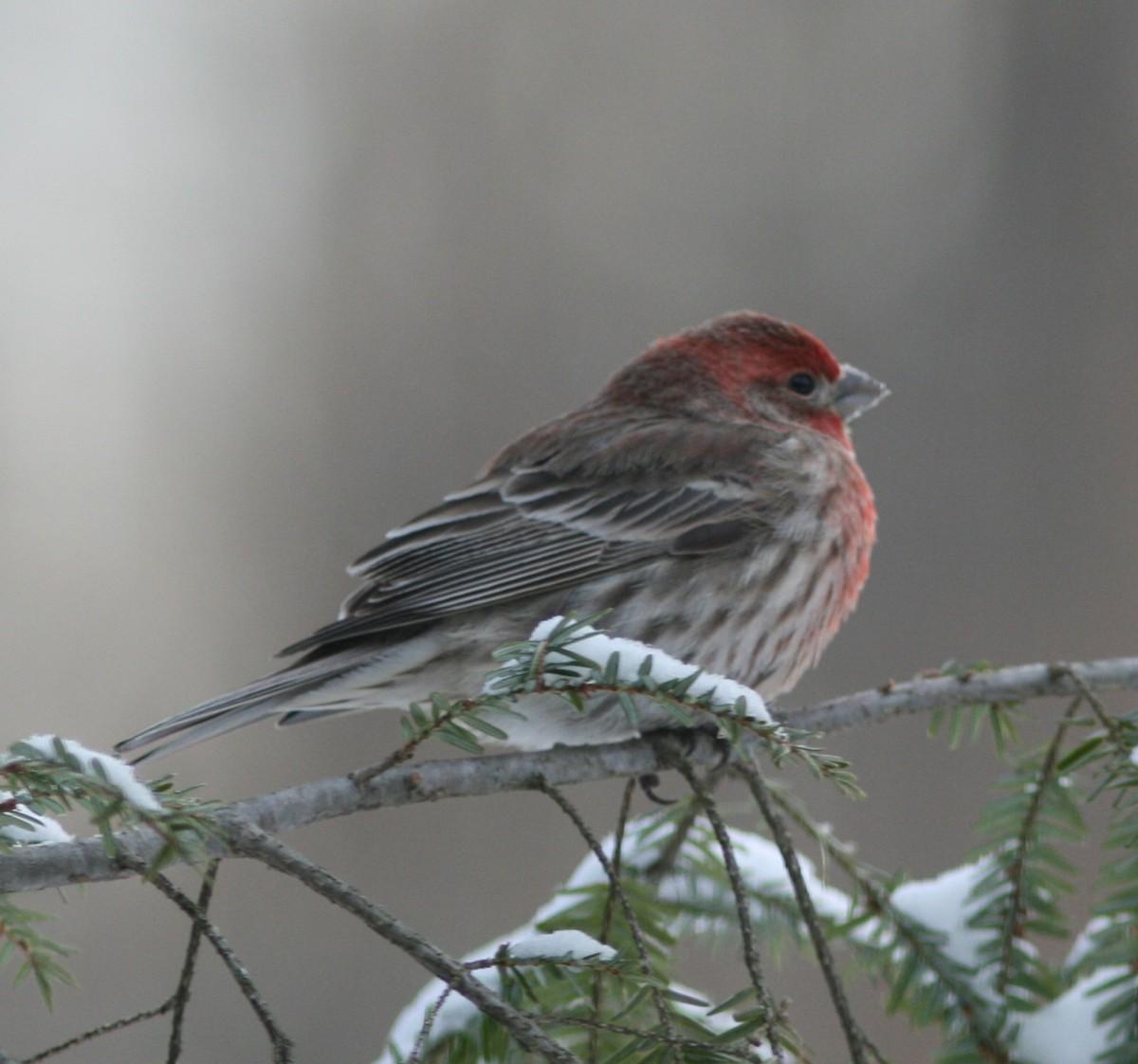 House Finch - ML141181271