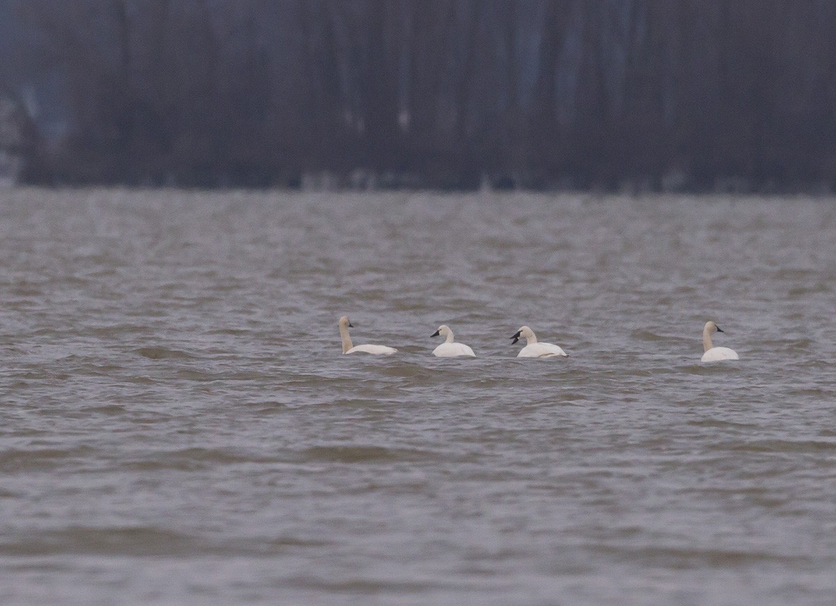 Tundra Swan - ML141181811