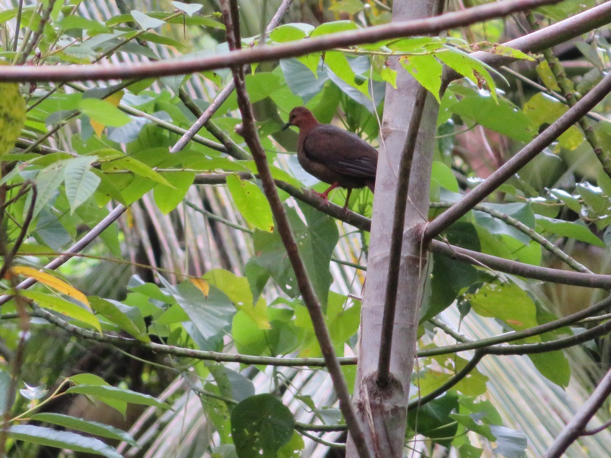 Shy Ground Dove - ML141183721