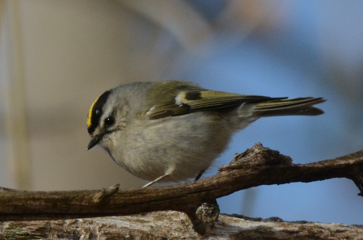 Golden-crowned Kinglet - ML141183981