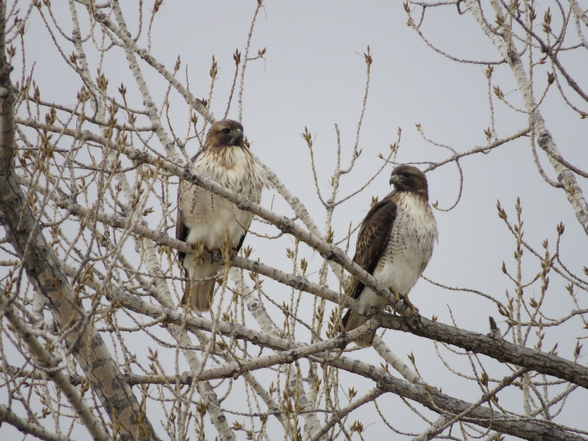 Red-tailed Hawk - ML141184211