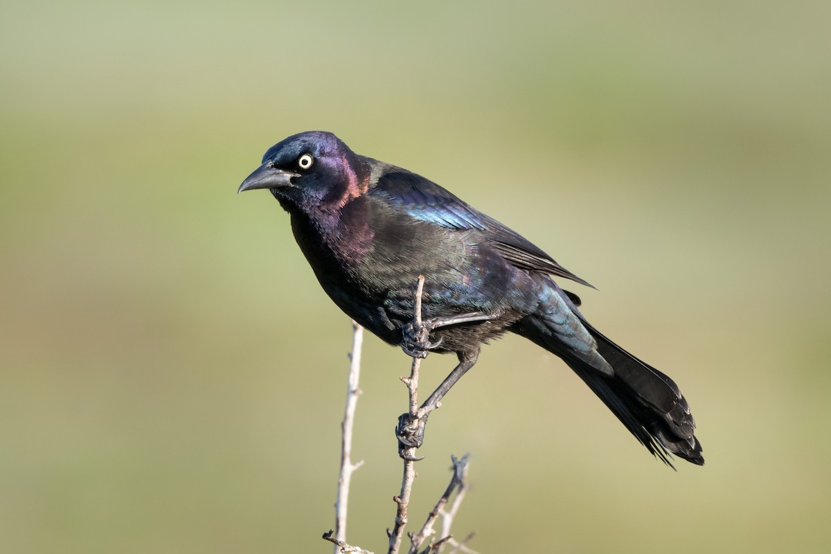 Common Grackle - Melissa James