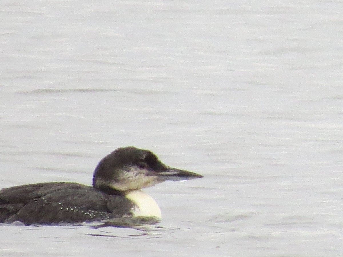 Common Loon - ML141186061