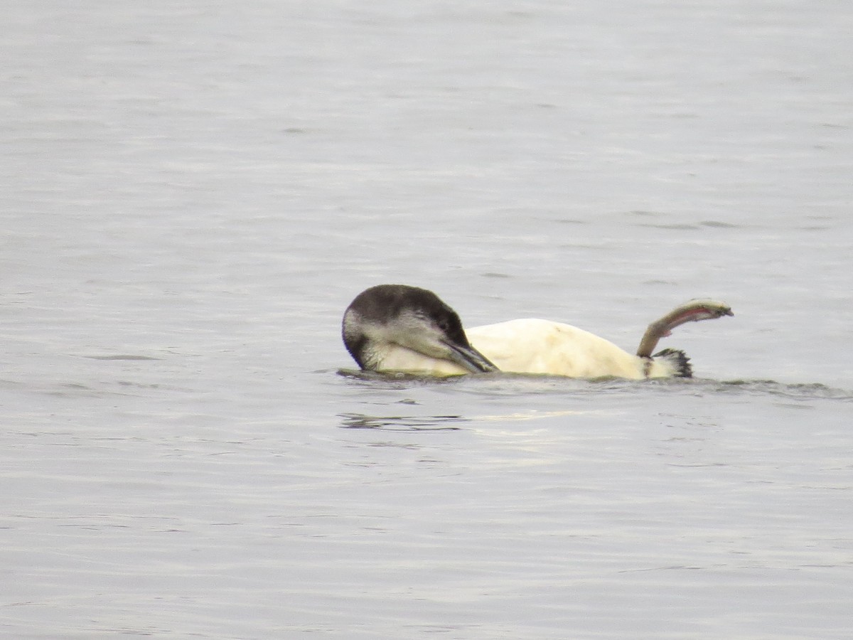 Common Loon - ML141186071