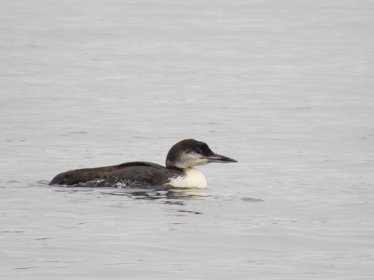 Common Loon - ML141186091