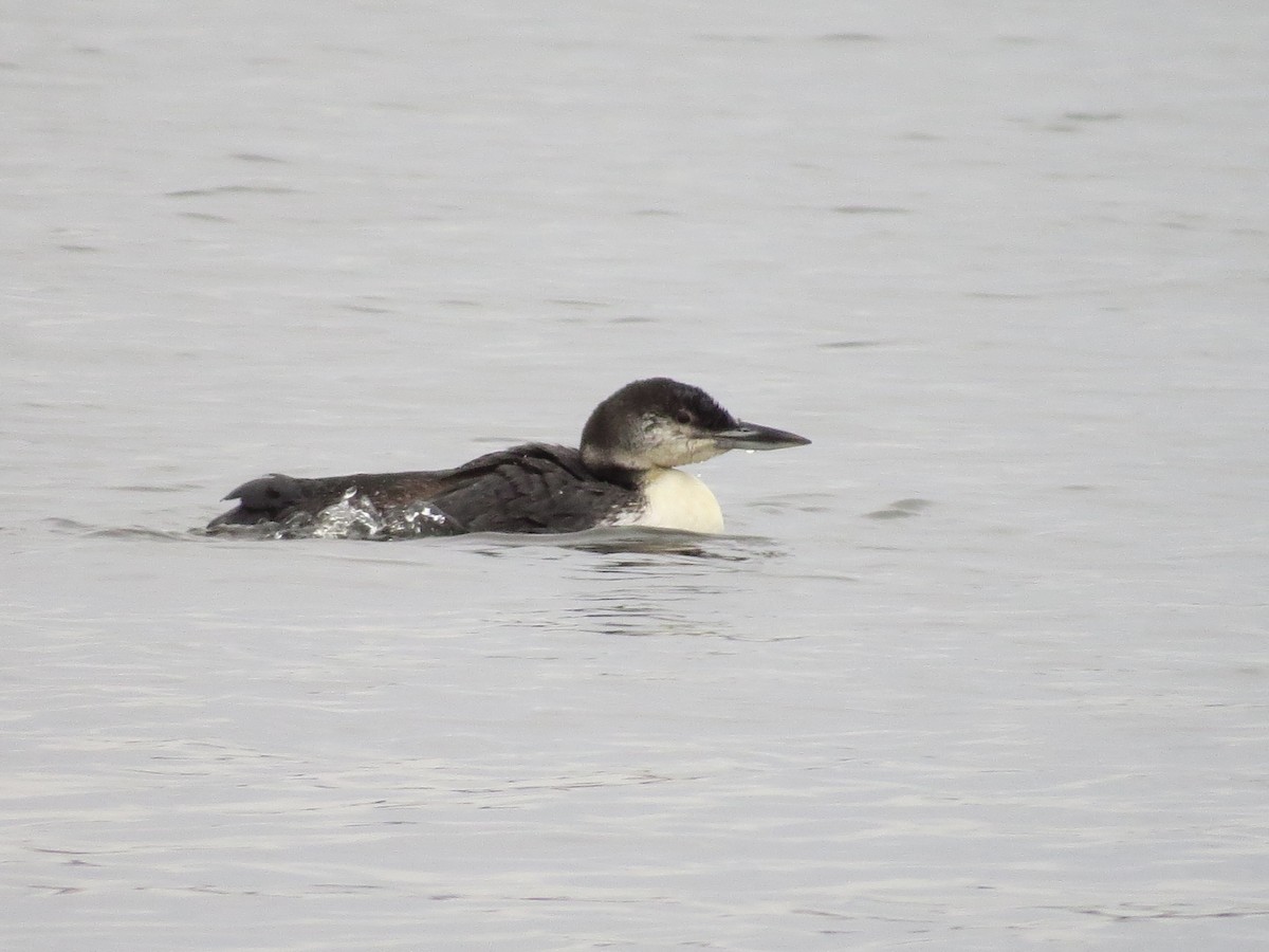 Common Loon - ML141186101