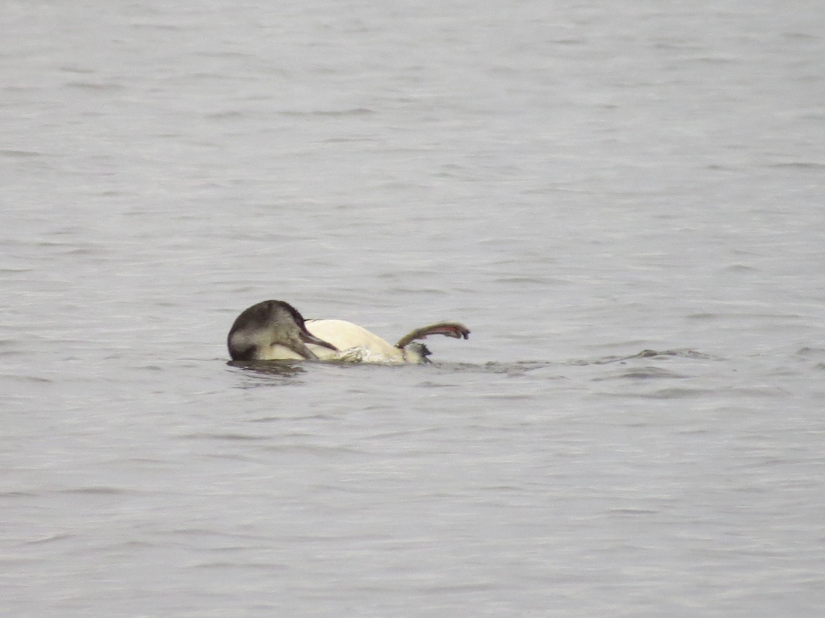 Common Loon - ML141186111