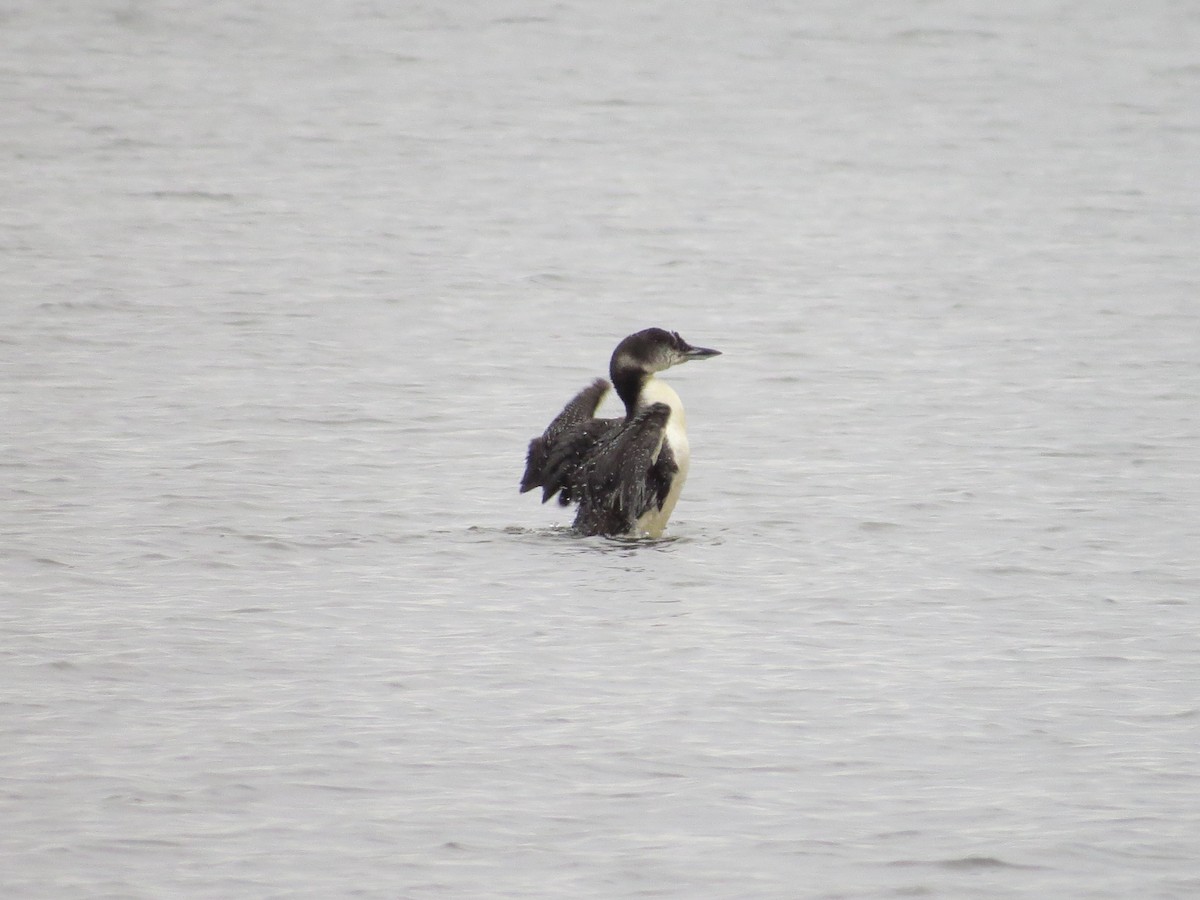 Common Loon - ML141186131