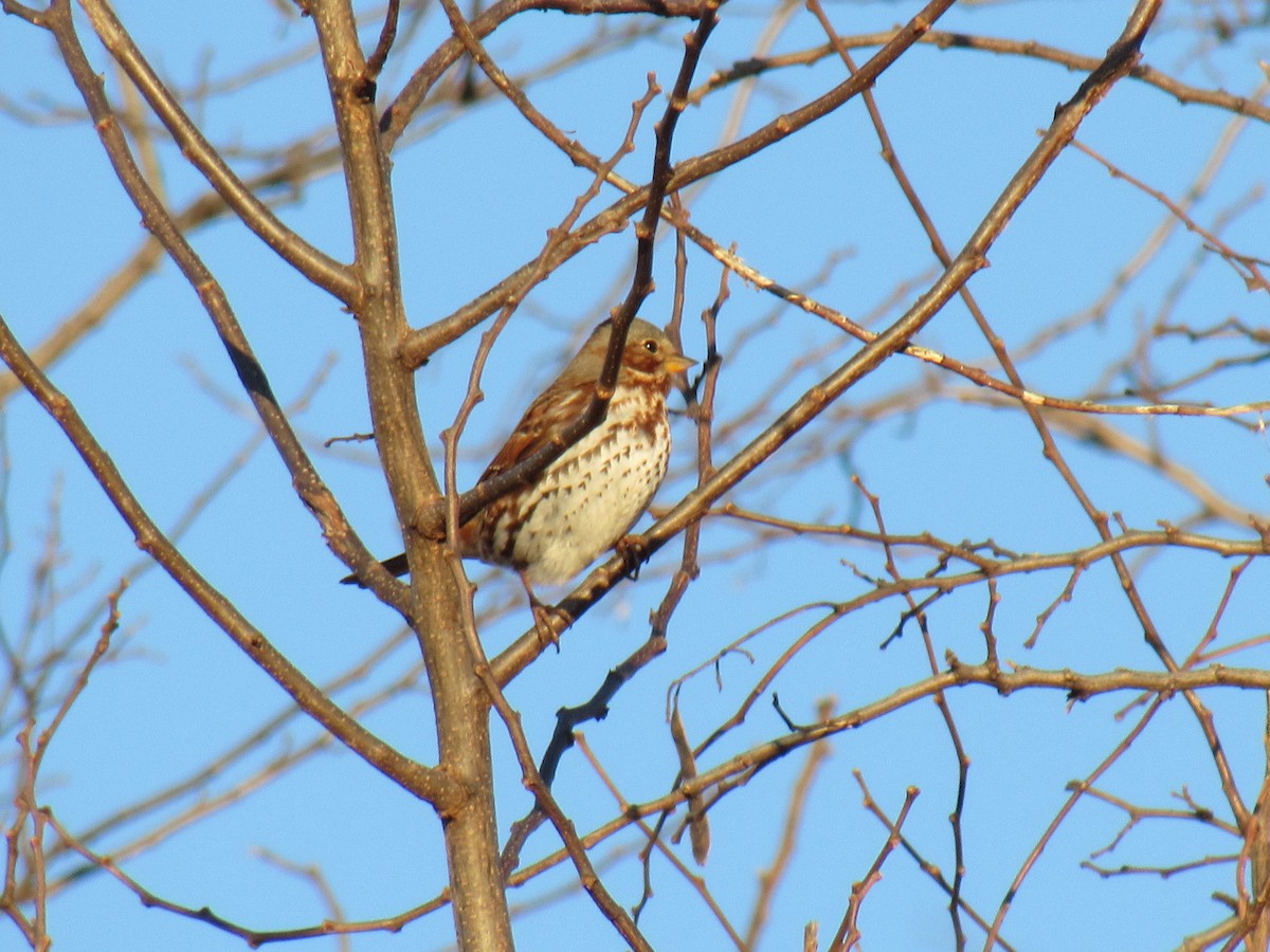 Fox Sparrow - John Coyle