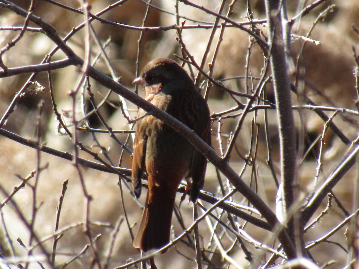 Fox Sparrow - ML141187431