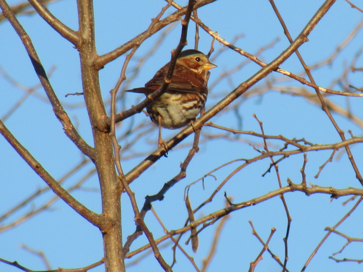 Fox Sparrow - ML141187451