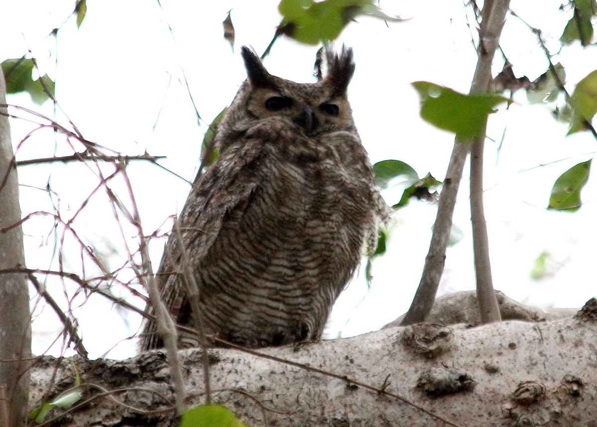 Great Horned Owl - ML141188011