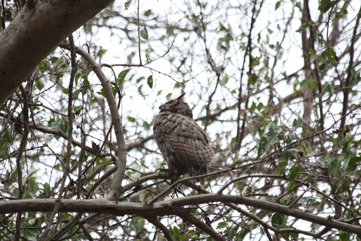 Great Horned Owl - ML141188321