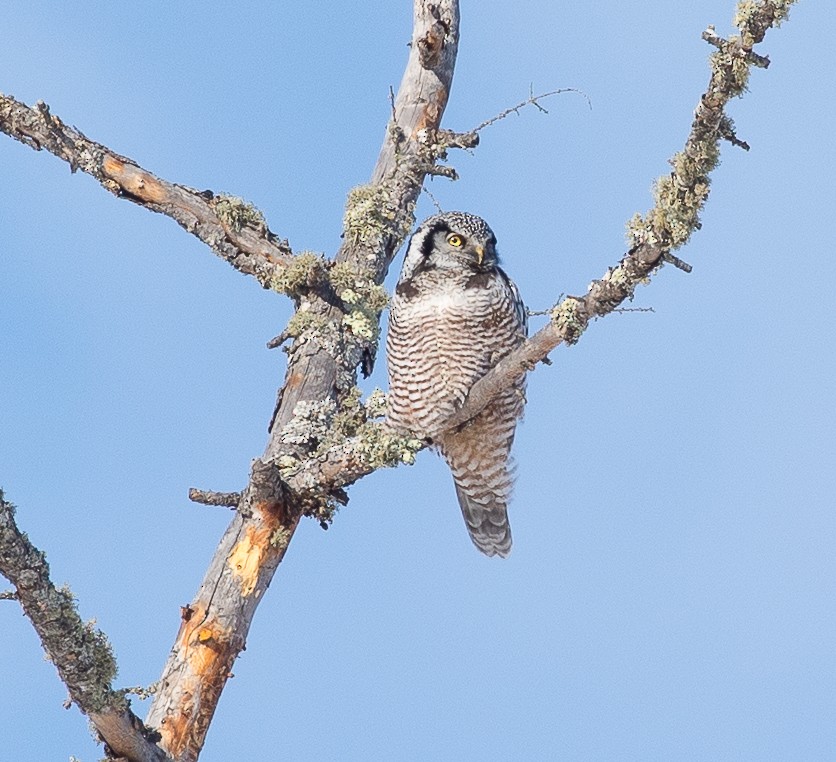 Northern Hawk Owl - ML141188511